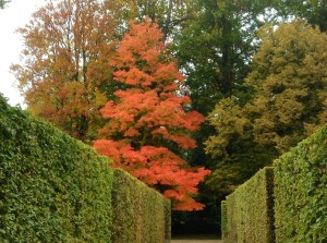 The hedge garden at the Pillnitz