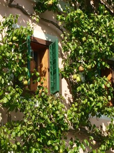 A pear tree laden with fruit is pruned to grow functionally and attractively up the wall of a home in Hallstatt, Austria.